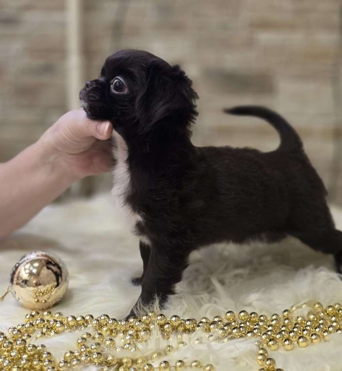 Собаки в Москве: Шоколадный мини мальчик Мальчик, Бесплатно - фото 5