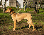 Собаки в Москве: Подросток Рокки ищет дом Мальчик, Бесплатно - фото 4