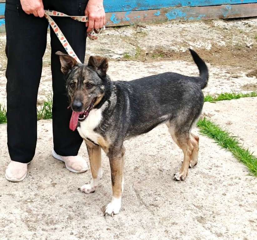 Собаки в Москве: ШАНС для ласкушечки Мэри на дом и любимую семью  Девочка, Бесплатно - фото 3