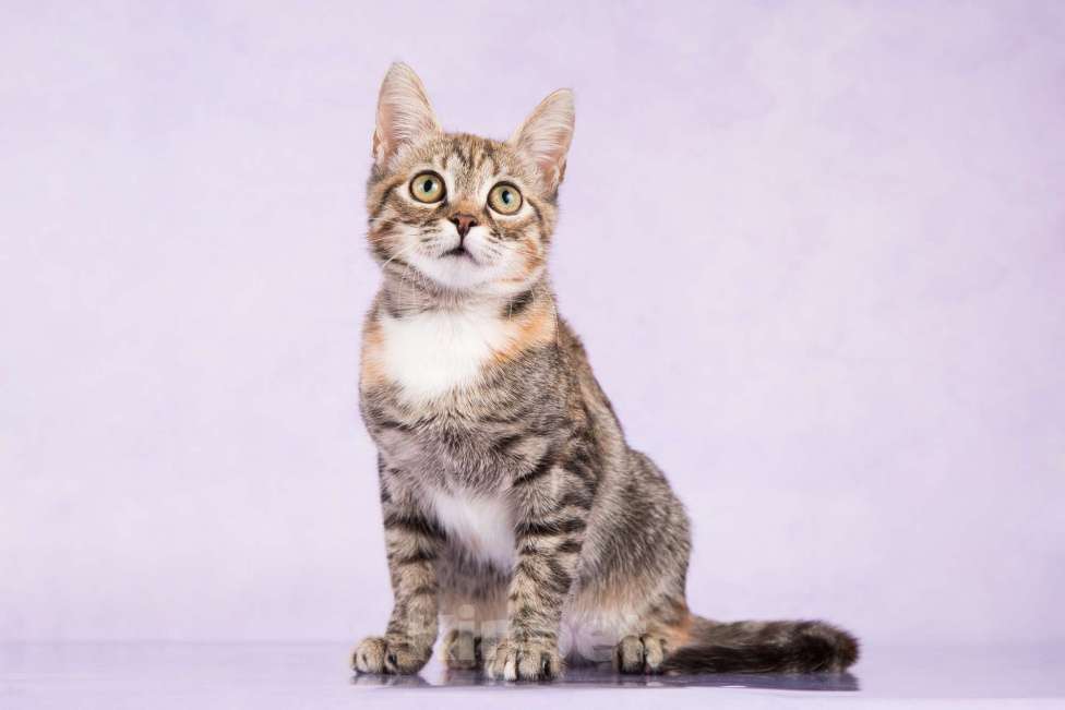 Кошки в Москве: Ириска ищет дом Девочка, 100 руб. - фото 3