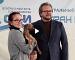 Собаки в Сочи: Шикарный кобель для вязки Чемпион России и РКФ Мальчик, 50 000 руб. - фото 4