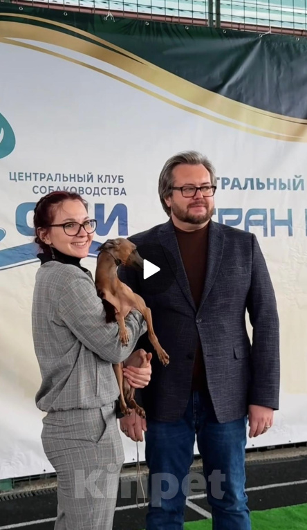 Собаки в Сочи: Шикарный кобель для вязки Чемпион России и РКФ Мальчик, 50 000 руб. - фото 4