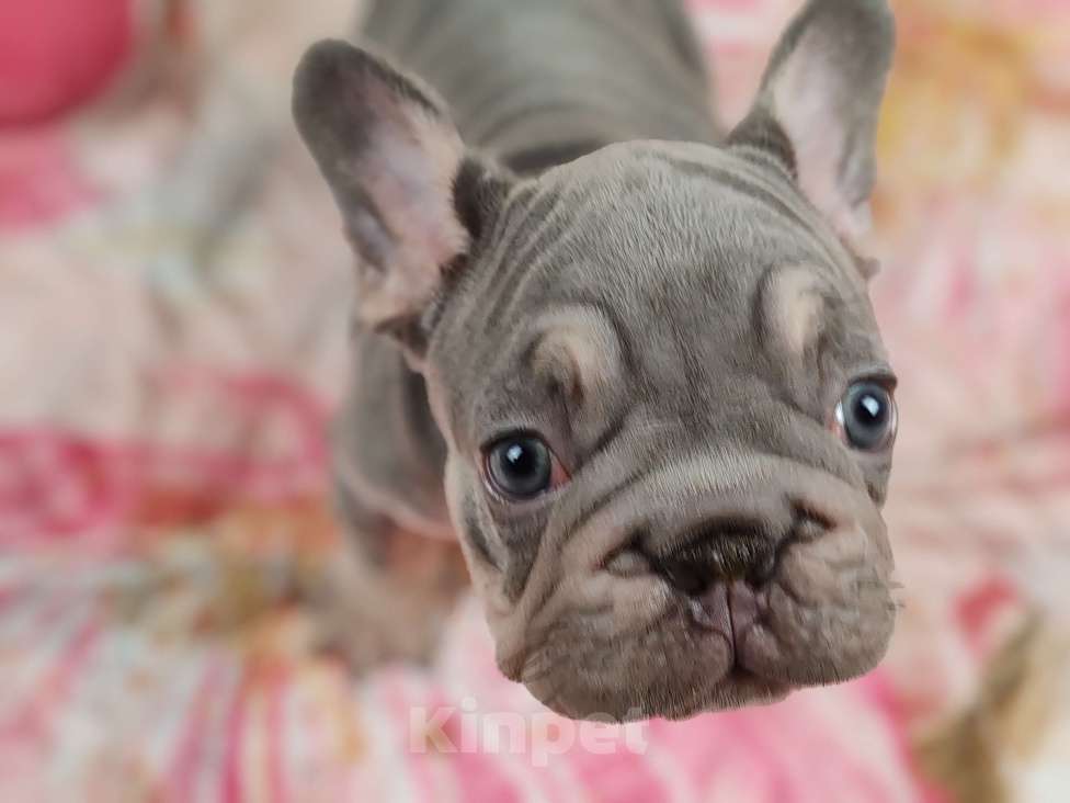 Собаки в Санкт-Петербурге: Шикарный лиловый мальчик  Мальчик, 120 000 руб. - фото 3