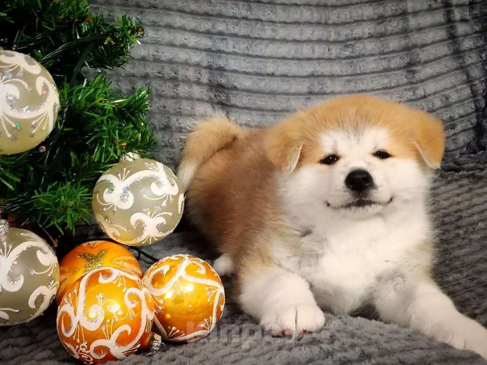 Собаки в Липецке: Акита ину мальчики Мальчик, Бесплатно - фото 4