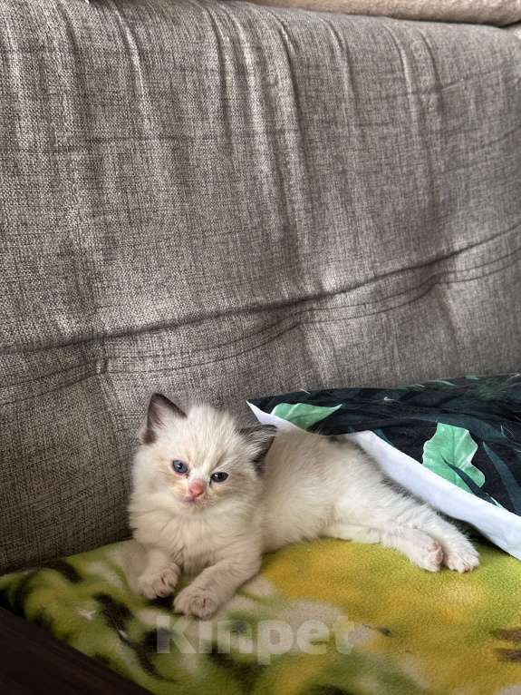 Кошки в Краснодаре: Регдолл сил биколор Девочка, 20 000 руб. - фото 1
