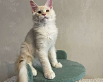 Кошки в Москве: Продается котенок мейн-кун  Мальчик, 35 000 руб. - фото 5