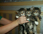 Кошки в Городце: Сибирские серо-голубые и черненькие пушистые., 500 руб. - фото 2