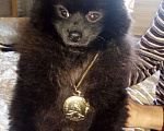 Собаки в Казани: Шпиц на вязку, 1 руб. - фото 3