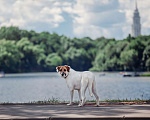 Собаки в Москве: Пристраиваю домашнего щенка Бэль, 10 мес Девочка, 50 руб. - фото 3