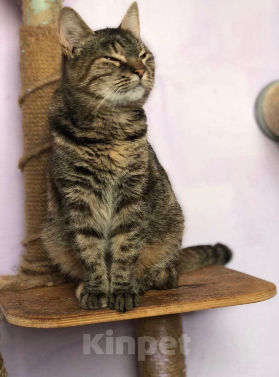 Кошки в Дмитрове: Молодая кошечка Соня. Девочка, Бесплатно - фото 1