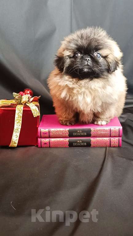 Собаки в Самаре: Пекинес красотка Девочка, Бесплатно - фото 10