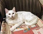 Кошки в Москве: Бедный Альбус. Белый кот в добрые руки. Мальчик, Бесплатно - фото 5