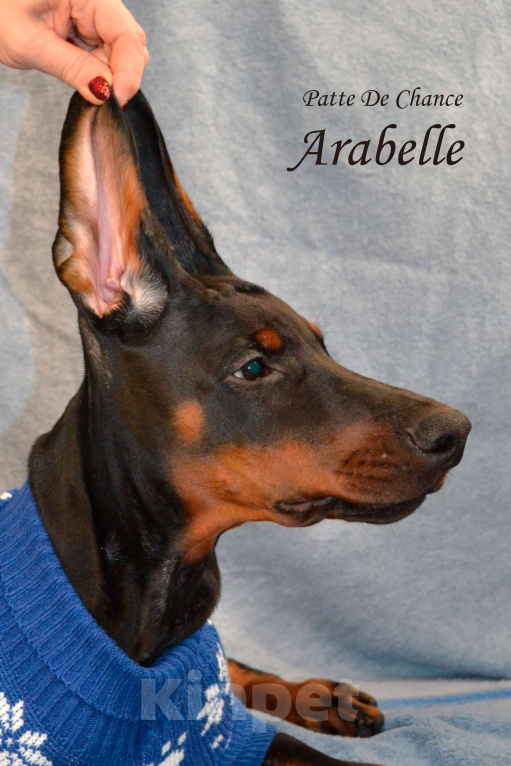 Собаки в Санкт-Петербурге: Щенок добермана Арабелла Девочка, 80 000 руб. - фото 1