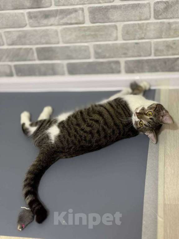 Кошки в Санкт-Петербурге: Ласковый котик Тима Мальчик, Бесплатно - фото 4