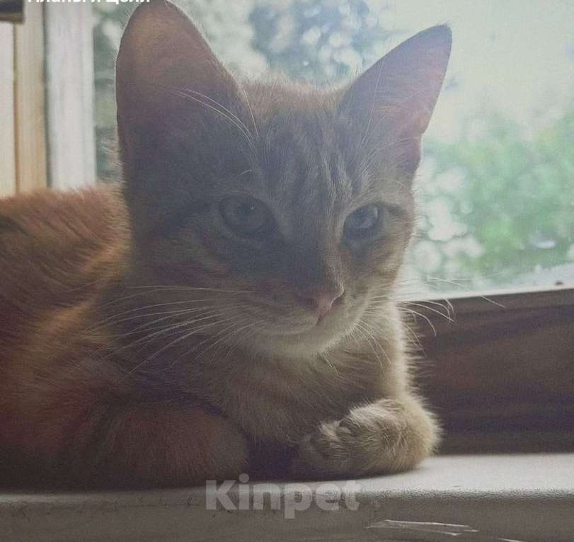 Кошки в других городах Московской области: Потерялся рыжий котик-подросток Мальчик, 1 руб. - фото 2