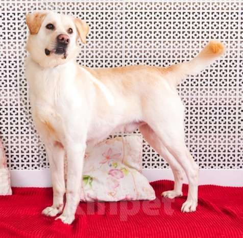 Собаки в Москве: Лабр-самый добрый пёс на свете! Мальчик, Бесплатно - фото 5