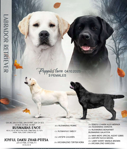 Собаки в Богородске: Предварительное бронирование на щенков лабрадора ретривера шоу Девочка, Бесплатно - фото 3