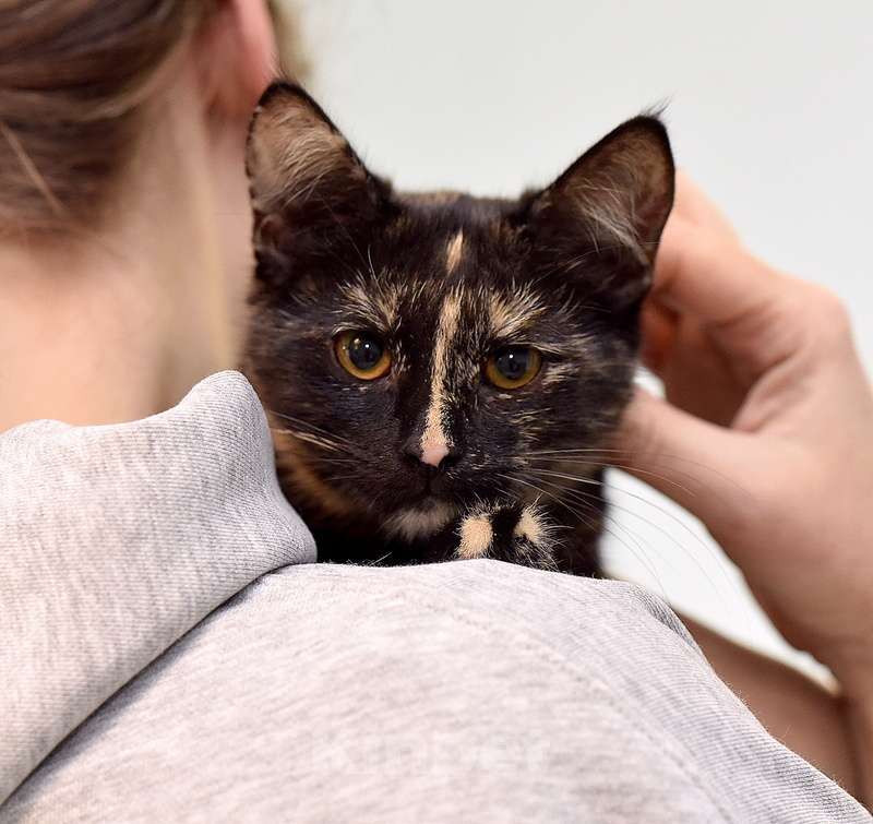 Кошки в Москве: Ищет дом красавица котенок Клеопатра Девочка, 1 руб. - фото 5