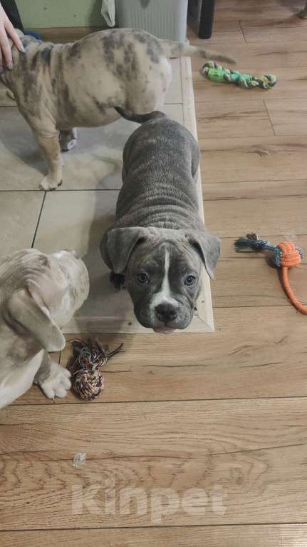 Собаки в Владивостоке: Топовые щенки породы Аммериканских Булли Мальчик, 150 000 руб. - фото 7