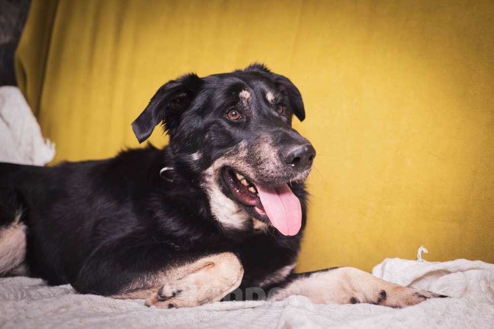 Собаки в Москве: Фунт  Мальчик, 1 руб. - фото 2