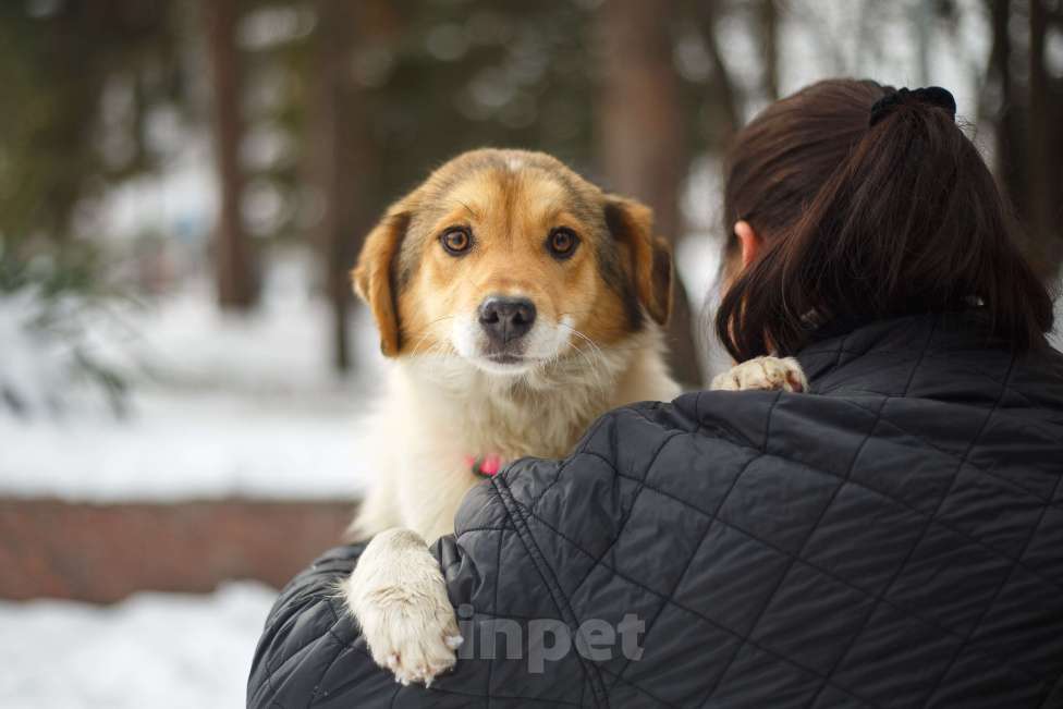 Собаки в Москве: Обворожительная Йоко в поиске дома Девочка, Бесплатно - фото 5