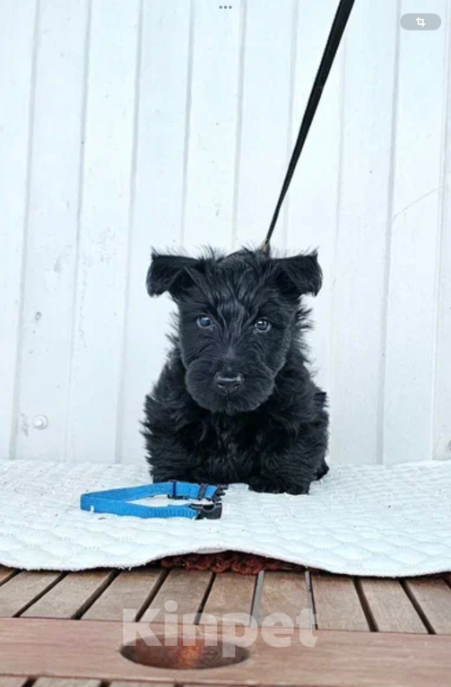 Собаки в Москве: Щенок скотч терьер Мальчик, 60 000 руб. - фото 6