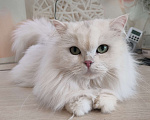 Кошки в Воронеже: Серебристая длинношерстная шиншилла Девочка, 15 000 руб. - фото 7