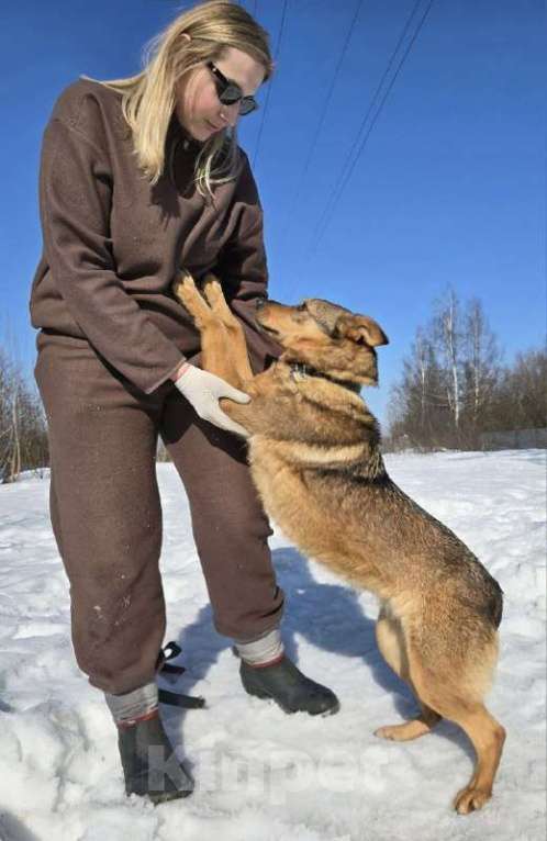 Собаки в Королеве: Милая девочка Гера ищет дом! Девочка, Бесплатно - фото 5