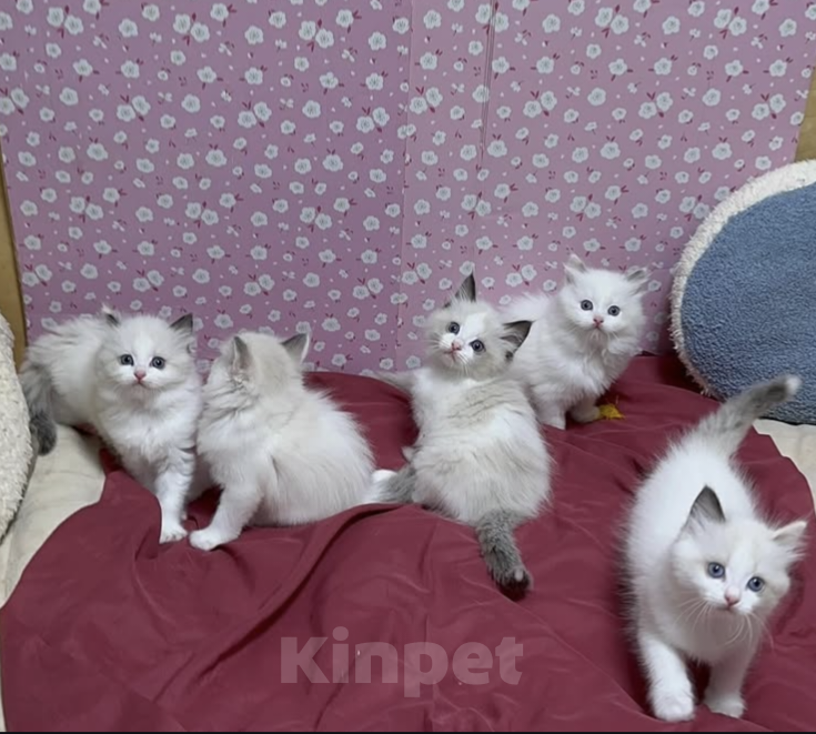 Кошки в Владивостоке: Милашки Рэгдолл биколор  Девочка, 100 000 руб. - фото 2