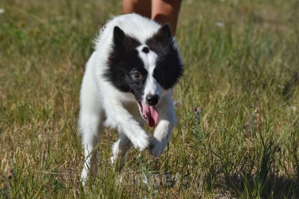 Собаки в Москве: Ненецкая оленегонная лайка. Кобель Центурион.  Мальчик, 60 000 руб. - фото 4