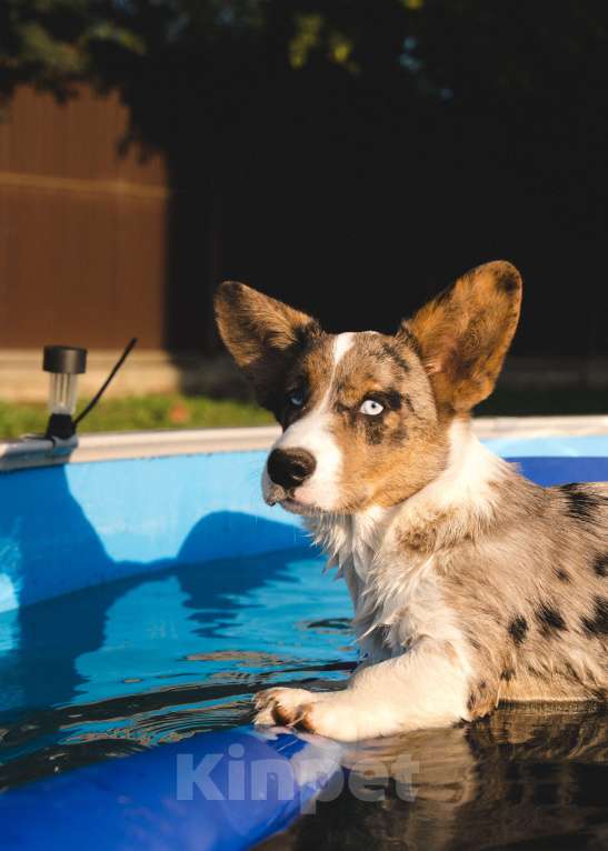 Собаки в Воскресенске: Щенки корги кардиган Мальчик, 45 000 руб. - фото 8