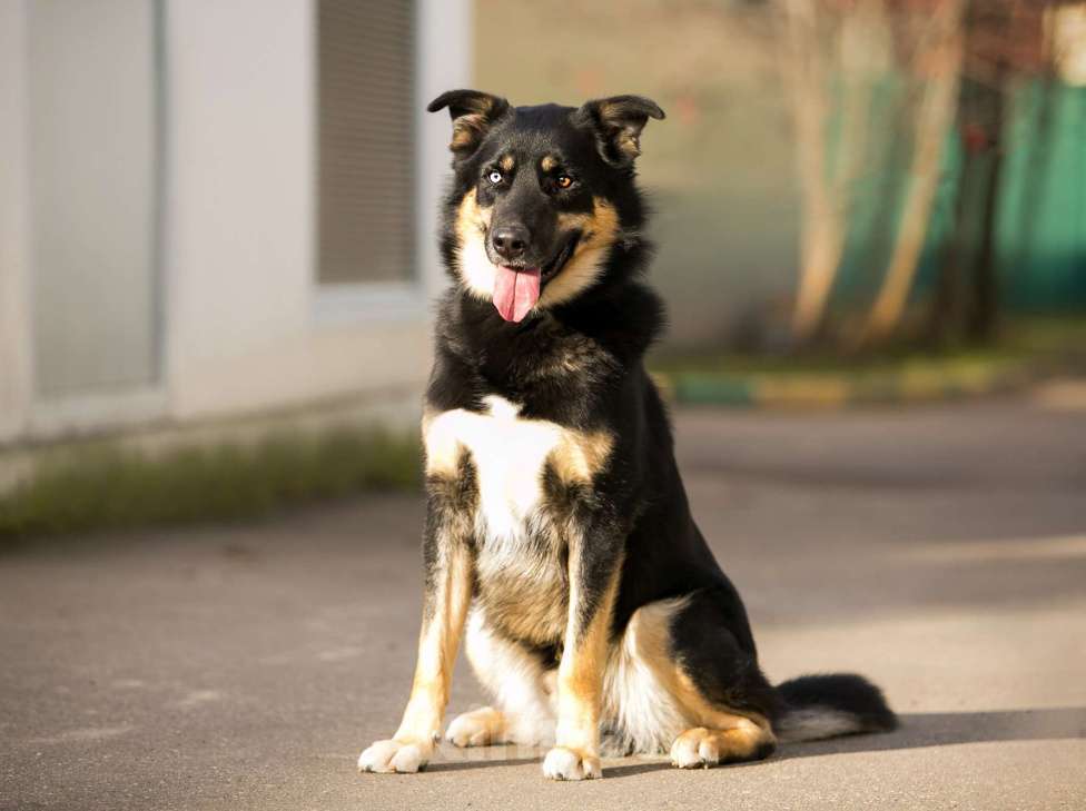 Собаки в Москве: Отдам собаку Мальчик, 200 руб. - фото 4