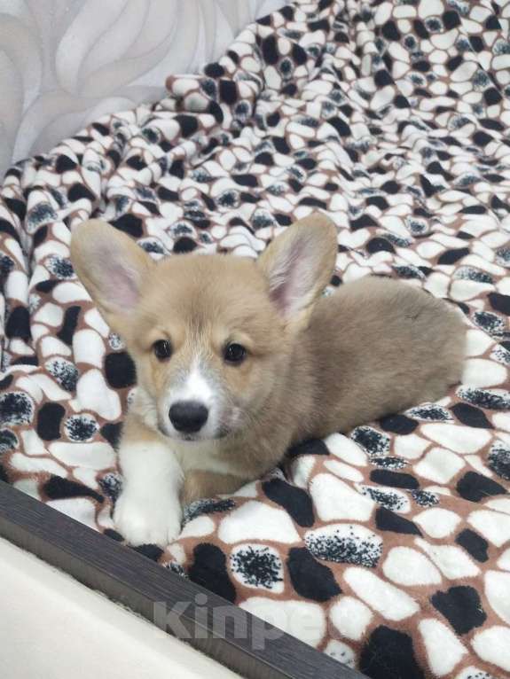 Собаки в Волгодонске: малыши в продаже Мальчик, Бесплатно - фото 1