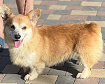 Собаки в Самаре: Вельш-корги пемброк Мальчик, 20 000 руб. - фото 3