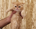 Кошки в Курске: Продам котят породы экзотическая короткошерстная Мальчик, 15 000 руб. - фото 4