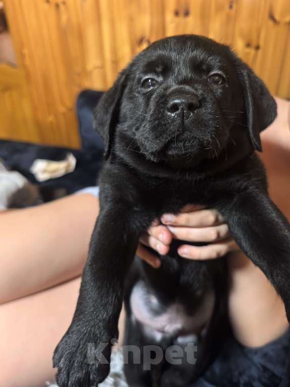 Собаки в других городах Саратовской области: Продам Мальчик, 30 000 руб. - фото 1