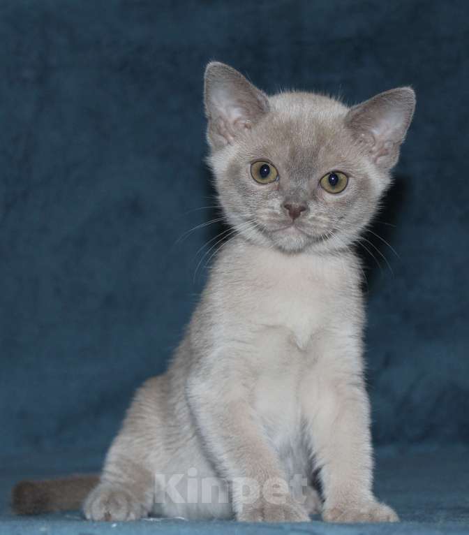 Кошки в Екатеринбурге: Бурманские лиловые котята Мальчик, 50 000 руб. - фото 2