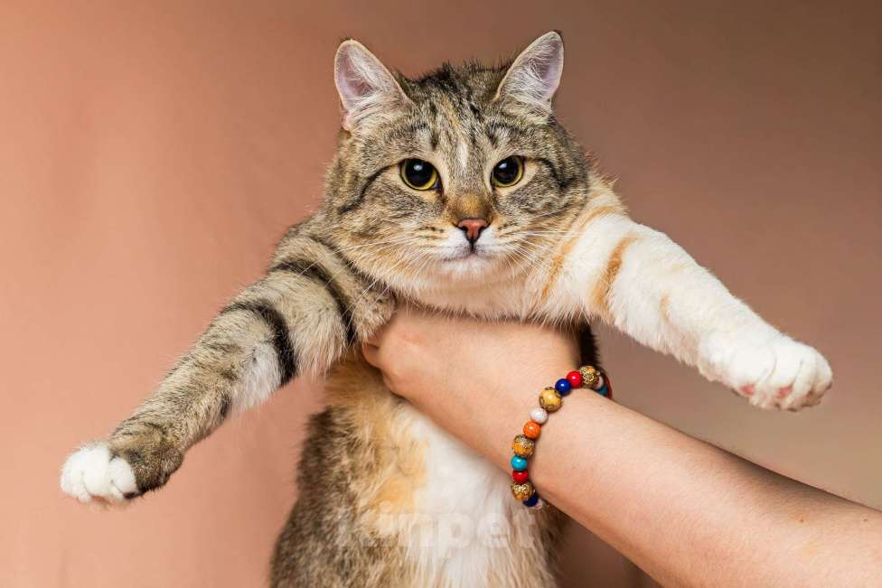 Кошки в Москве: Лада, 10 месяцев Девочка, Бесплатно - фото 1