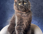 Кошки в Санкт-Петербурге: Черный мальчик Мальчик, 50 000 руб. - фото 1