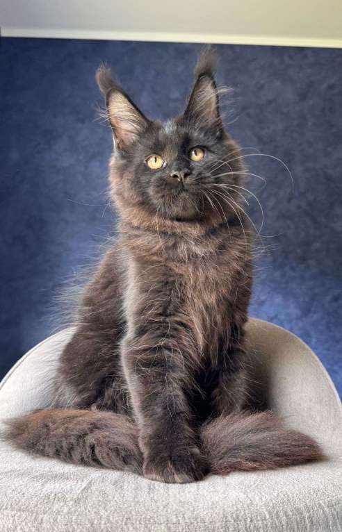 Кошки в Санкт-Петербурге: Черный мальчик Мальчик, 50 000 руб. - фото 1