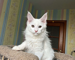 Кошки в Санкт-Петербурге: Котята Мейн-кун Девочка, 30 000 руб. - фото 2