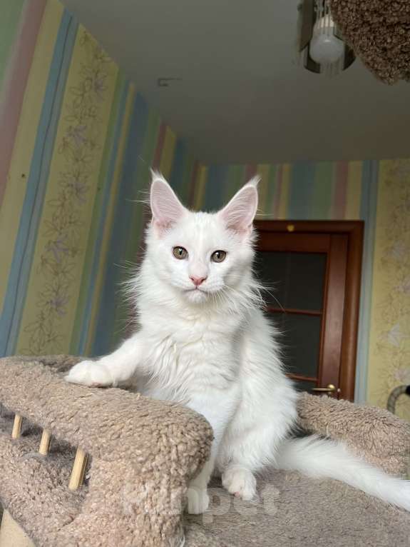 Кошки в Санкт-Петербурге: Котята Мейн-кун Девочка, 30 000 руб. - фото 2