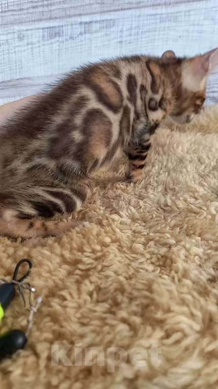 Кошки в Москве: Бенгальский котёнок  Мальчик, 30 000 руб. - фото 6