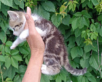 Кошки в Новосибирске: Шотландцы полукровки Разнополые, Бесплатно - фото 6