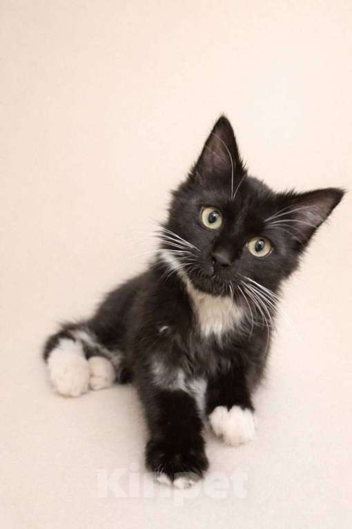 Кошки в Москве: Котенок Гвоздика ищет дом Девочка, Бесплатно - фото 3