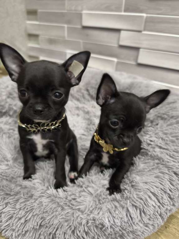 Собаки в Воронеже: Мальчишки Мальчик, Бесплатно - фото 3