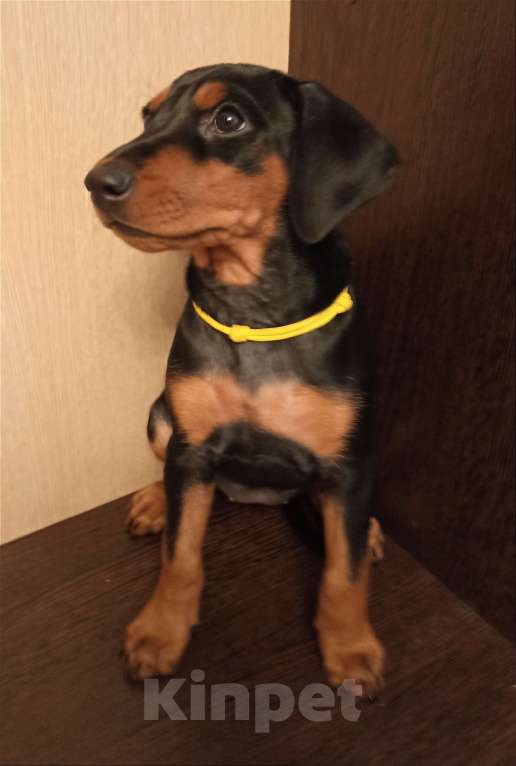 Собаки в Москве: Щенок немецкого пинчера. Девочка, 80 000 руб. - фото 3