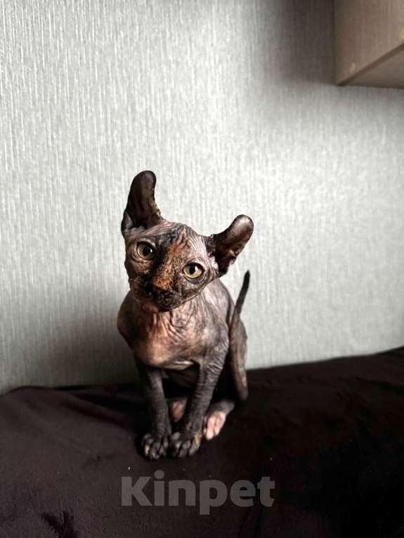 Кошки в Москве: Сфинкс эльф Девочка, 20 000 руб. - фото 2