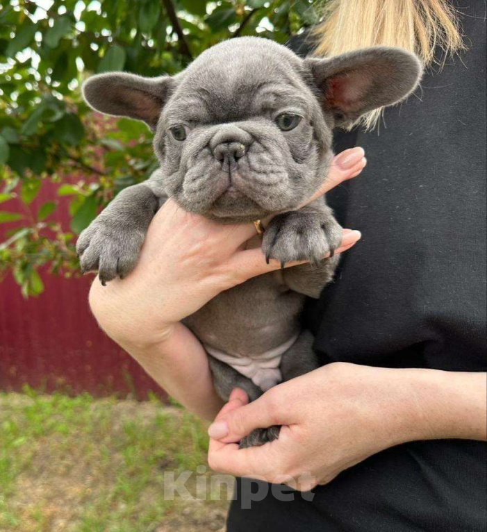 Собаки в Ростове-на-Дону: Продаётся очаровательная девочка французского бульдога! Девочка, 105 000 руб. - фото 2