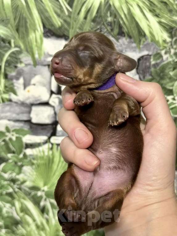 Собаки в Москве: Такса кроличья Разнополые, 70 000 руб. - фото 5